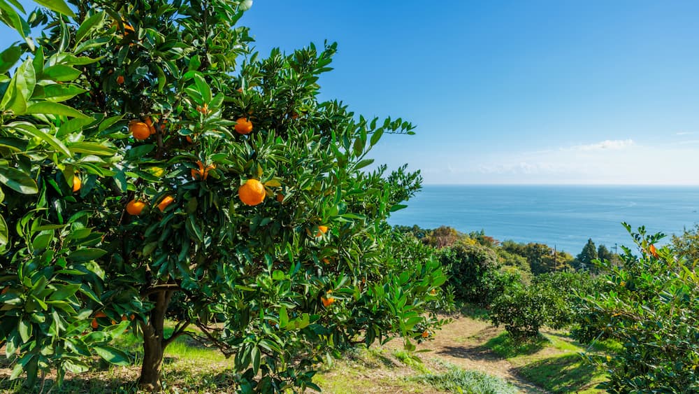 Balears Verd: regenerar la tierra para proteger el mar