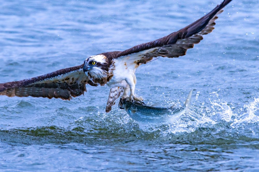 Territorio del águila pescadora