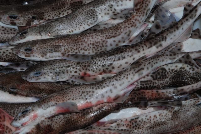 Recomiendan proteger al «ullàs» por su posible riesgo de extinción