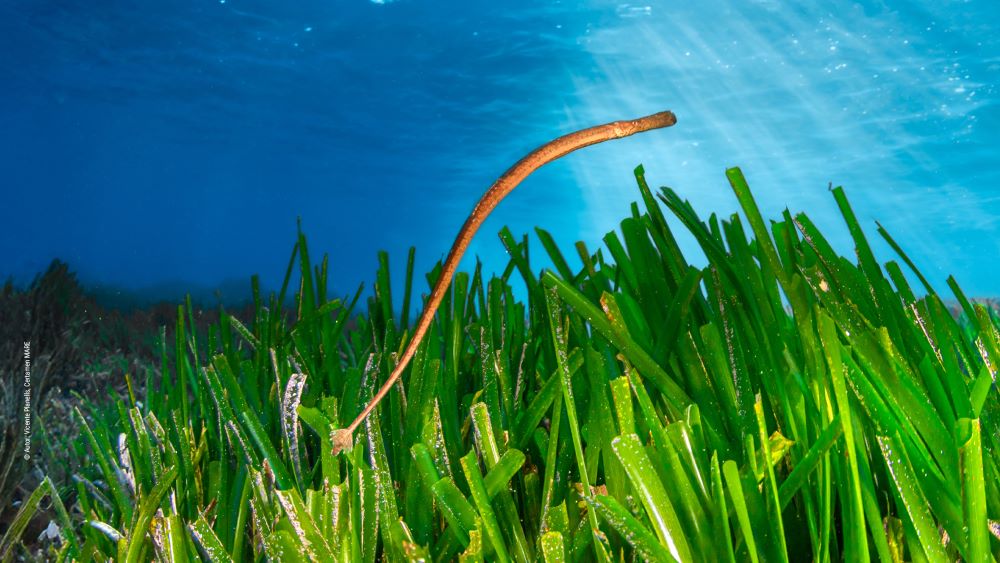 Marilles y Palma Aquarium se unen en el Proyecto Peces Pipa