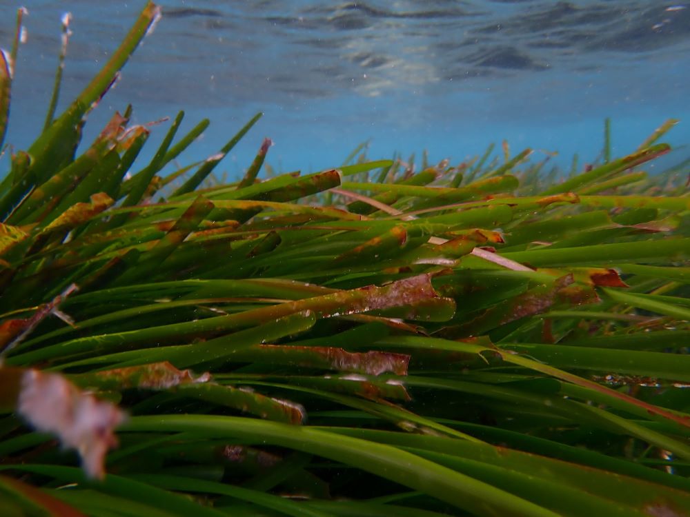 Un taller para acercar el mar balear a la comunidad universitaria