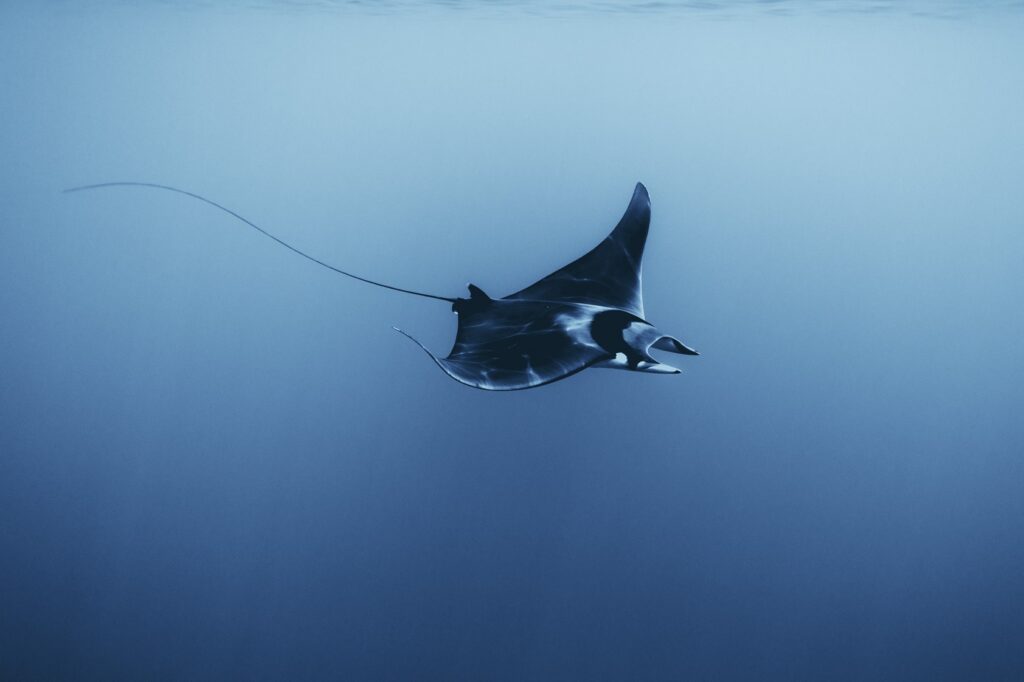 Alertan del aumento inusual de varamientos de mantas en las playas