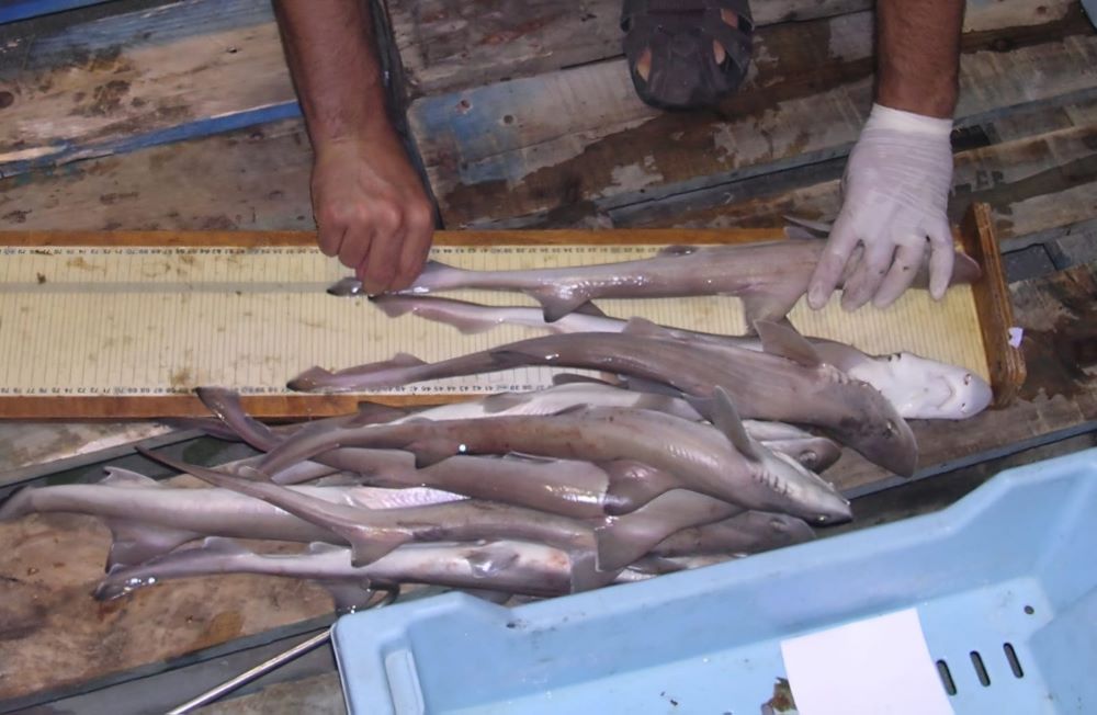Baleares establece una talla mínima para la pesca de la musola