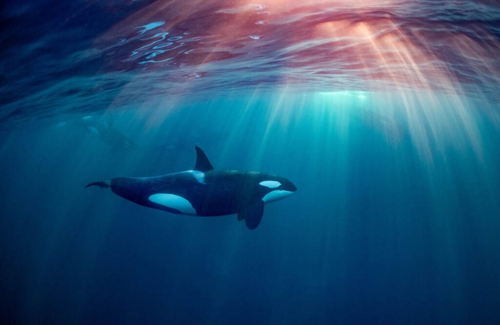 Los contactos entre orcas y barcos en el Estrecho se reducen un 40%