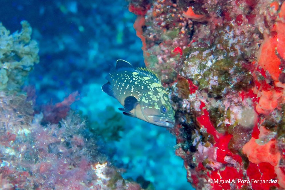 Más de 70 ONG piden que se proteja el 30 % del Mediterráneo