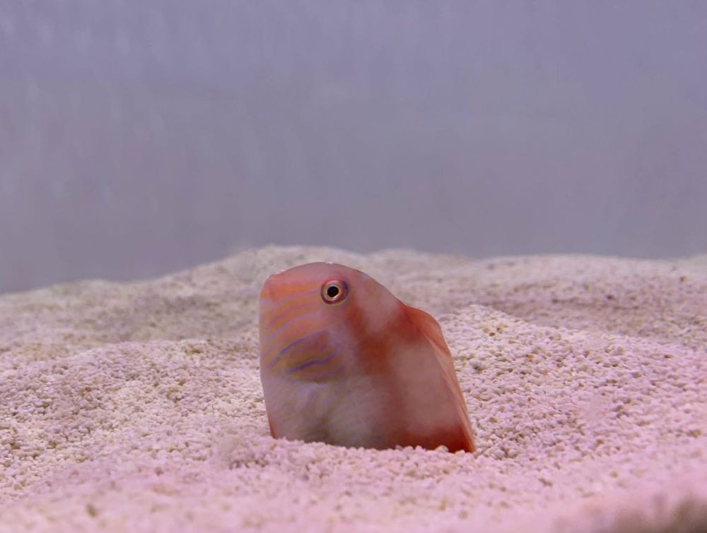 Un estudio demuestra la eficacia de la veda del raor en Baleares