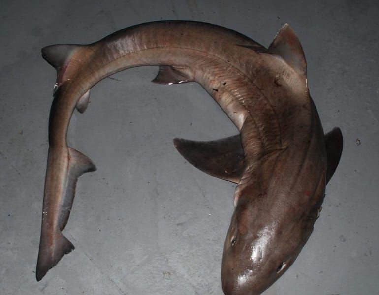 La talla mínima para la pesca de la musola será de 95 cm