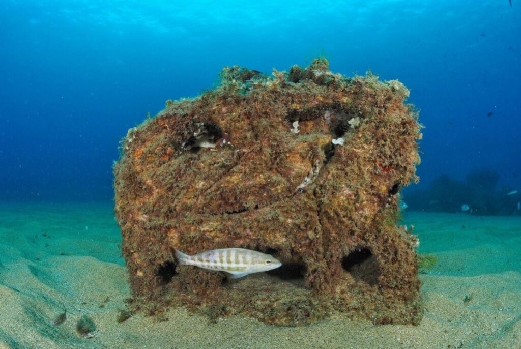 Ona Futura pide una regeneración urgente del Mediterráneo