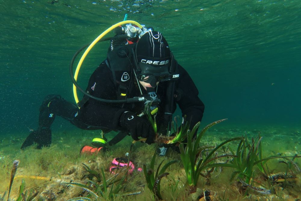 Ports IB planta posidonia oceánica en el fondo del puerto de Fornells