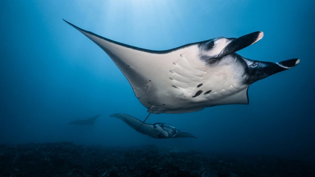 Navegación científica para marcar mantas rayas en Pollença