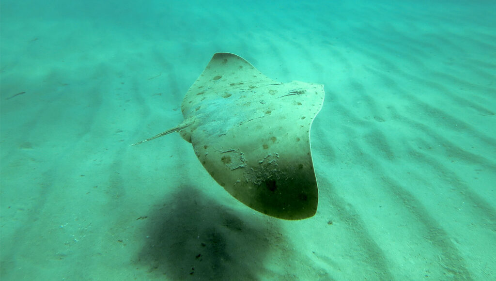 Presentan 17 propuestas para proteger a los tiburones y rayas