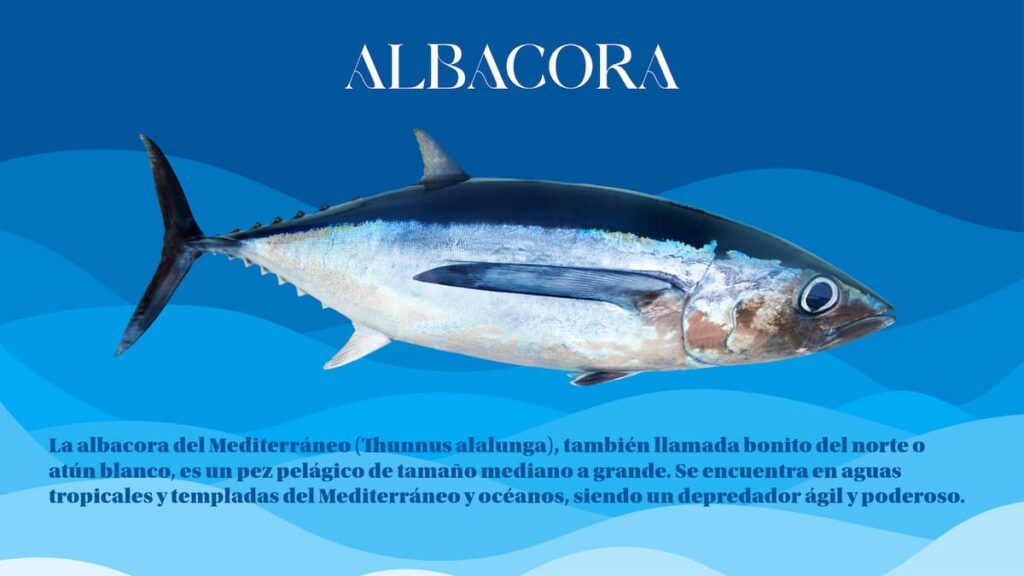 Tiempo de curricán y atún blanco