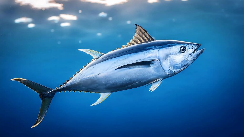 Reabierta la pesquería de la albacora