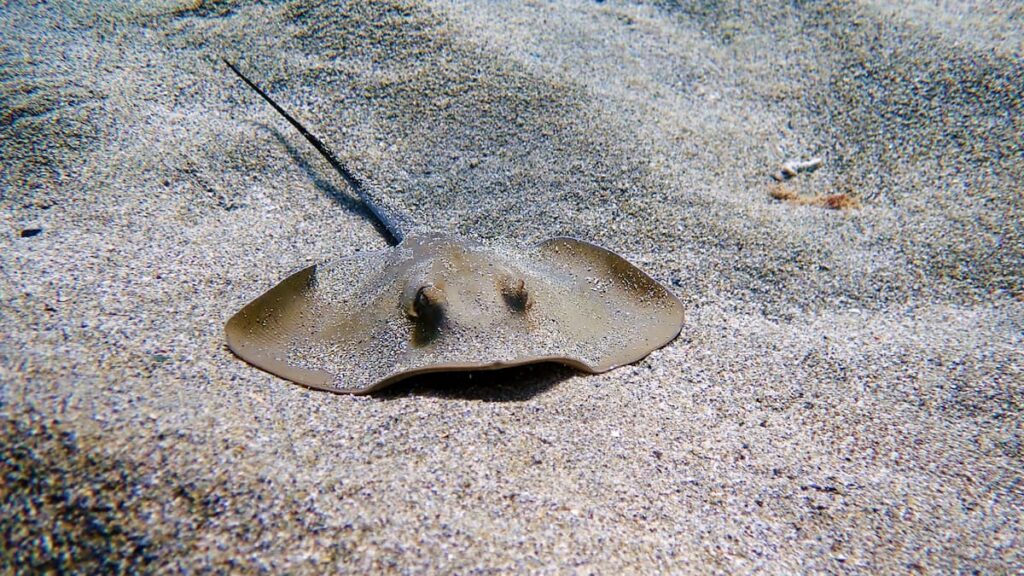 Una raya, principal sospechosa de causar las heridas a la bañista de la Playa de Palma