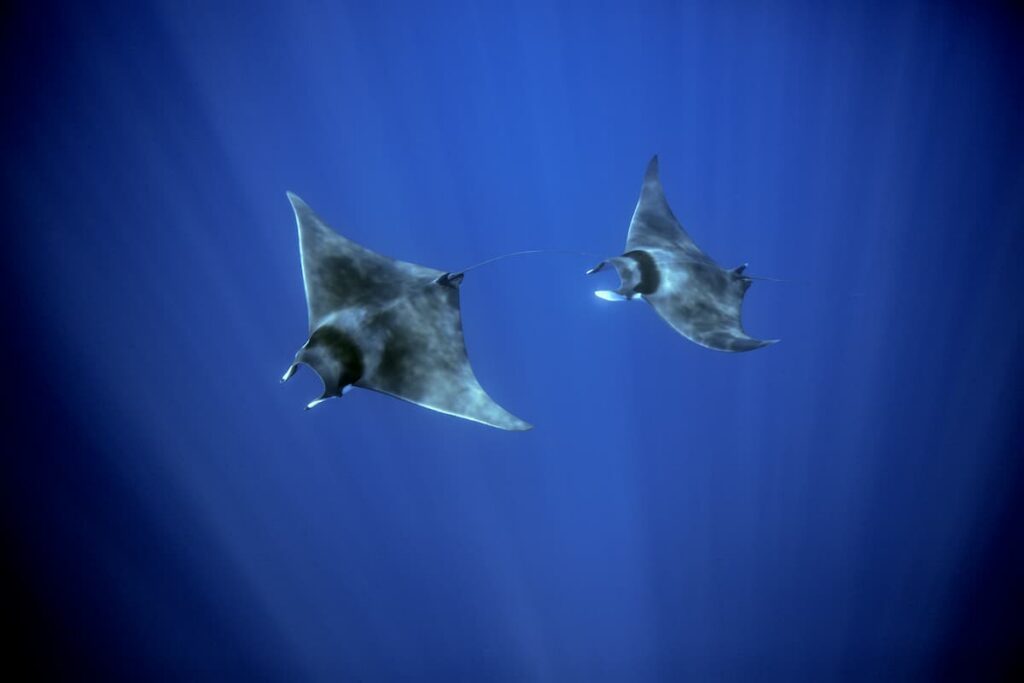 El enigma de las mantas raya en el Mediterráneo: ¿por qué se acercan a la costa?