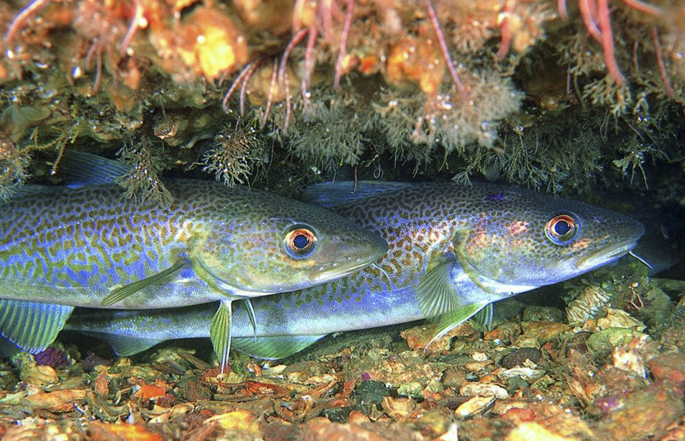 La pesca profesional ante el desafío del cambio climático