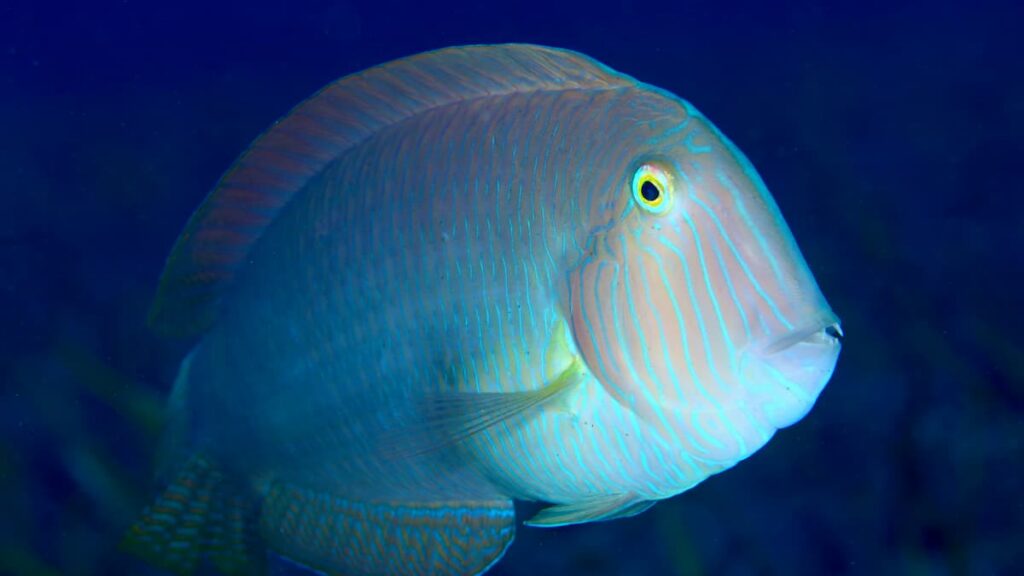 Todo lo que necesitas saber sobre el raor: biología, pesca y curiosidades