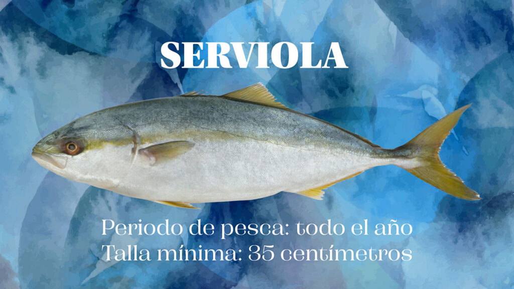 Autorizada la pesca de serviolas a partir de 35 centímetros todo el año