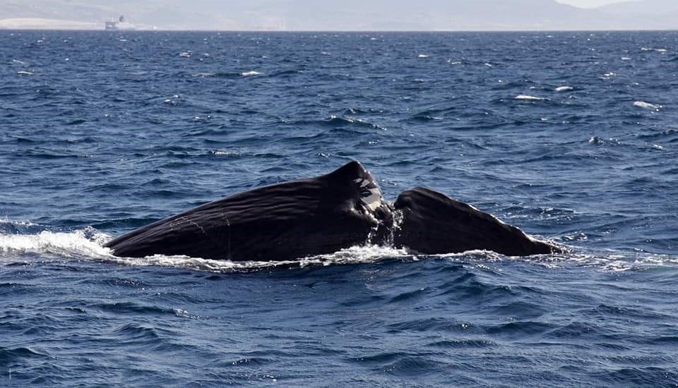Tursiops avista 55 cachalotes en su singladura por Menorca