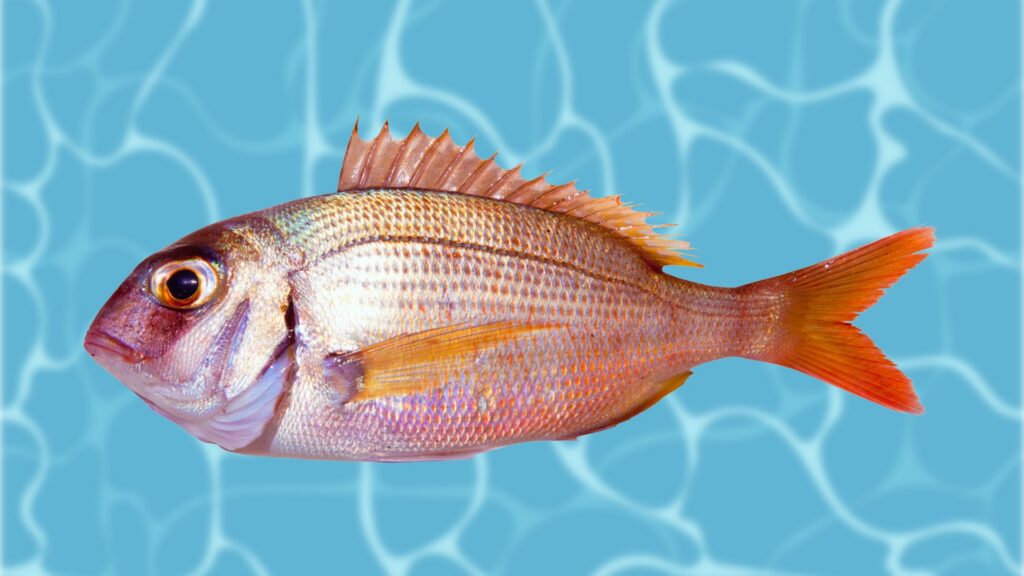 El Gobierno aumenta las restricciones a los recreativos: prohibido pescar pulpos y besugos