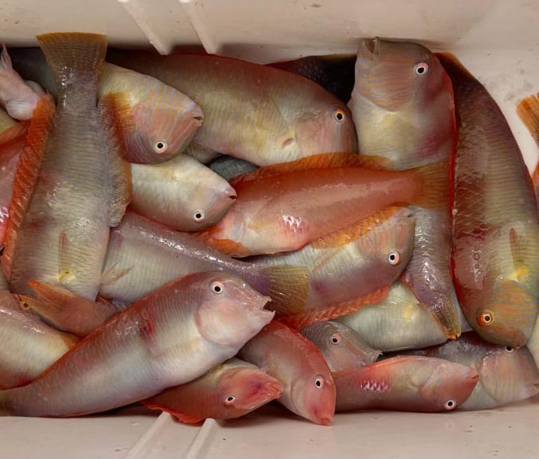 Se avanza un día el inicio de la pesca del raor en Mallorca y Menorca