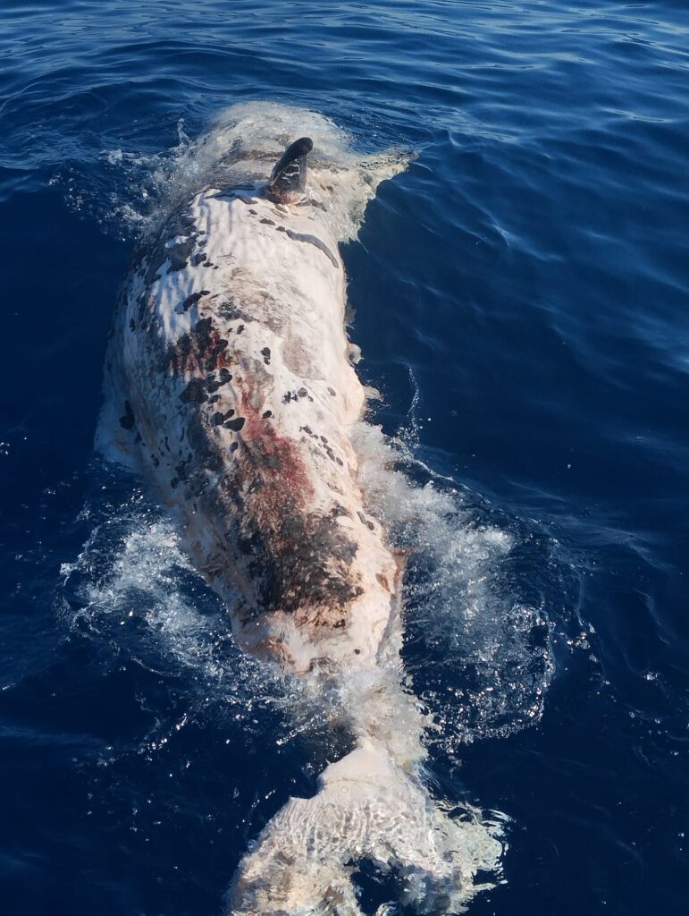 Encuentran una cría de cachalote muerta a 40 millas de Mallorca