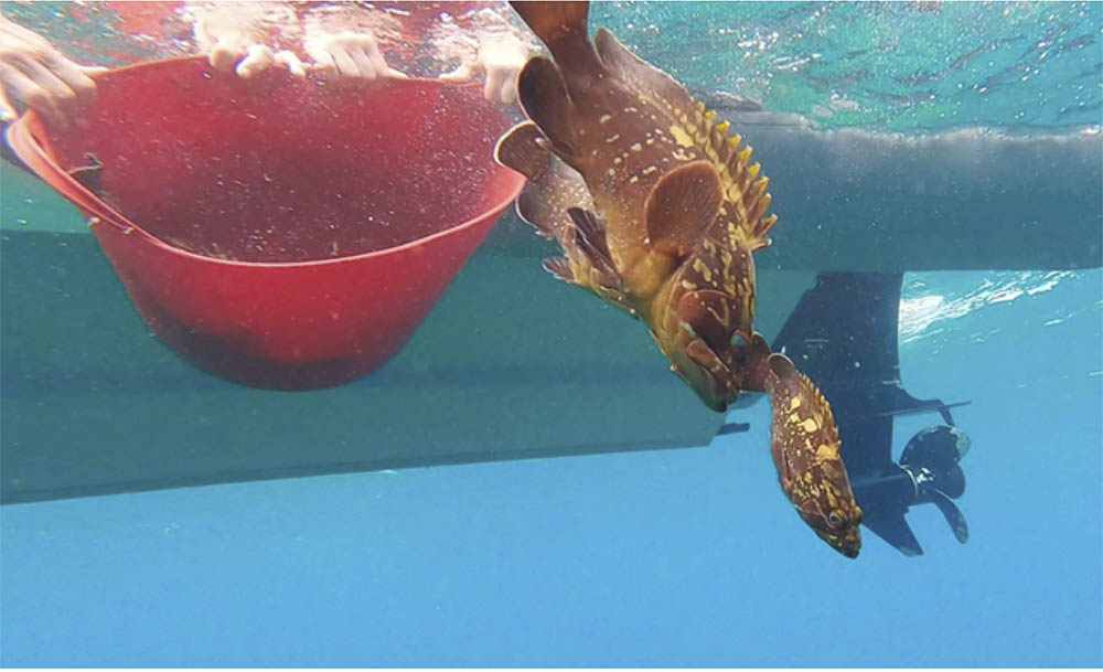 Imedea apunta la importancia de las Reservas para proteger las poblaciones de peces