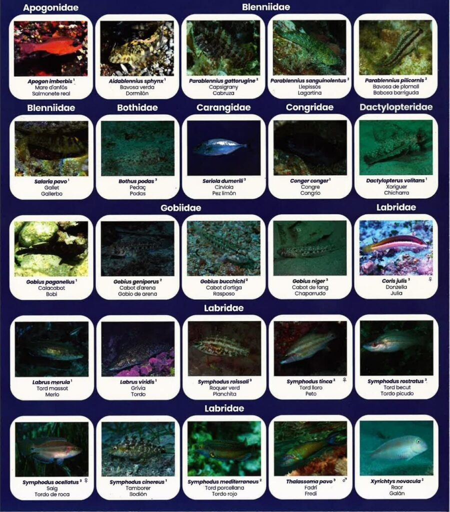 Una guía submarina para identificar las especies de peces de Baleares