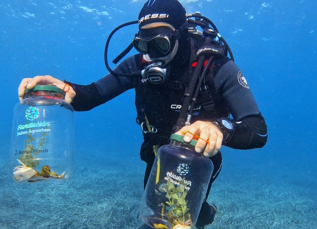 Liberados en Mallorca 70 caballitos de mar