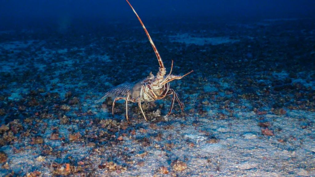 Oceana celebra la protección de los montes submarinos del canal de Mallorca