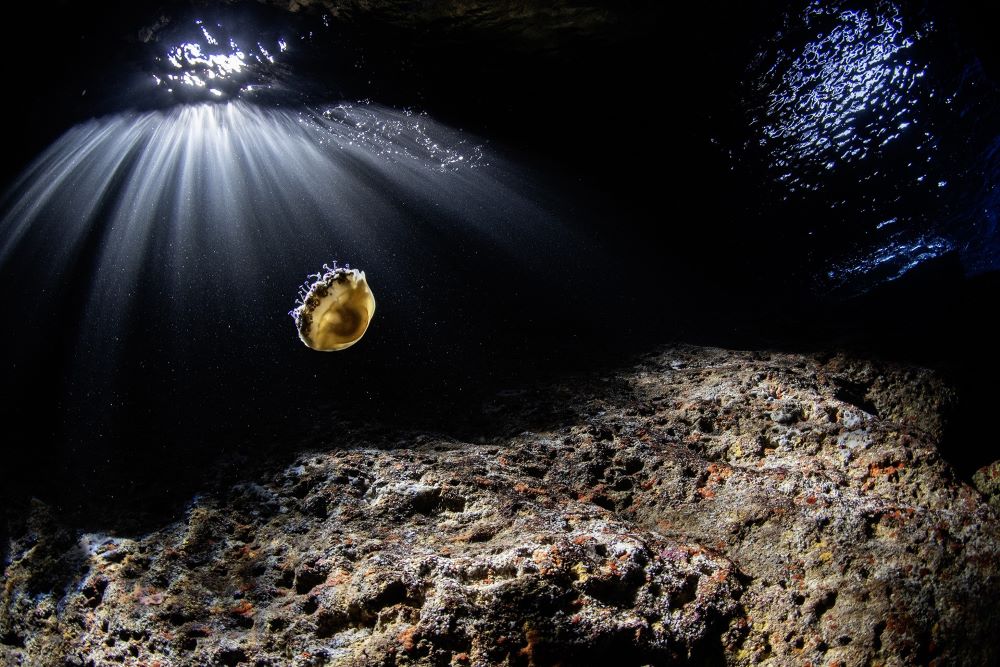 MARE entrega los premios para la conservación del mar Balear