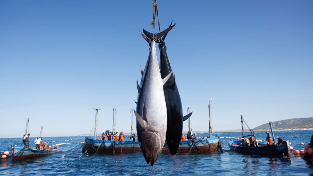 La cuota de atún rojo crece un 17% en España, pero apenas afecta a los pescadores recreativos