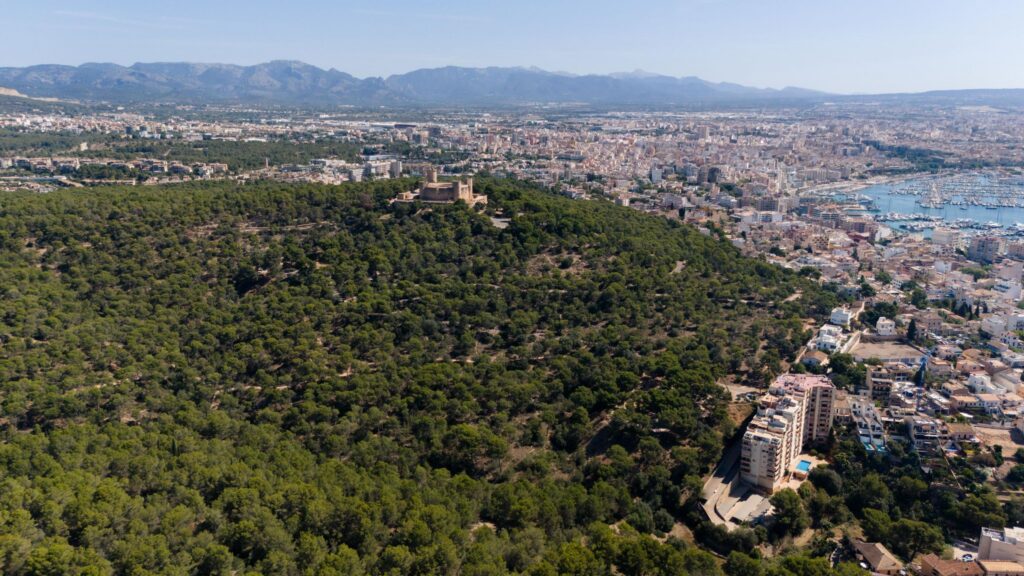 Palma invierte en zonas verdes para crear un Bosque Metropolitano