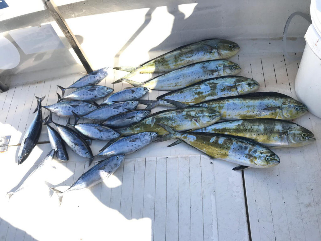 Lagunas y sinsentidos de la orden que regula la declaración de capturas de la pesca recreativa