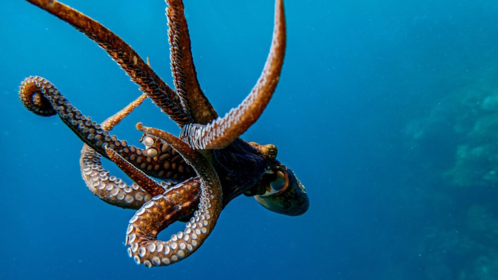 Gestión marina: menos catastrofismo y más honestidad