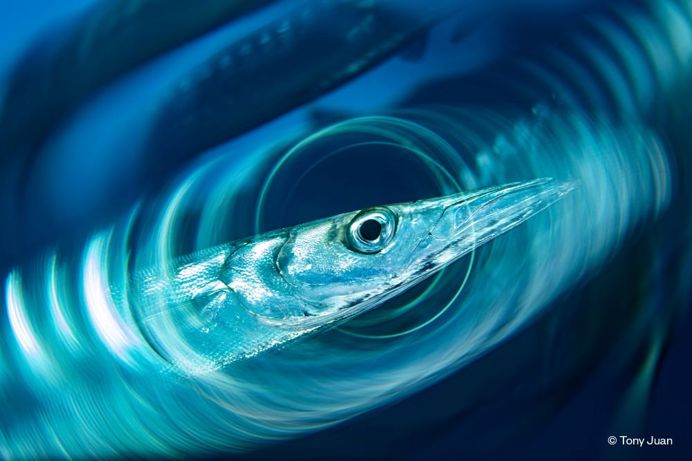 Un mensaje en una botella para activar el compromiso con el mar Balear