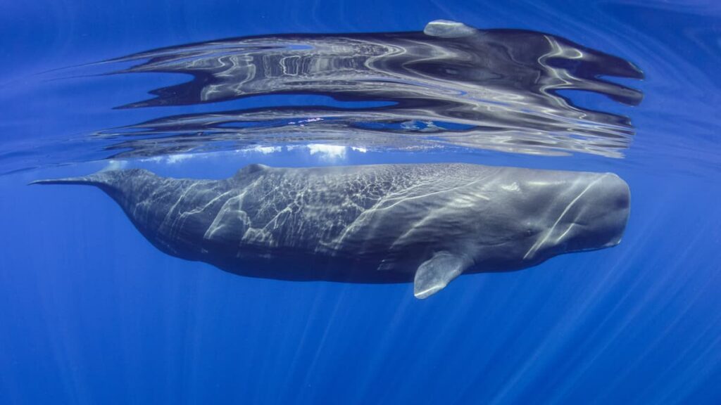 El canto  del Leviatán