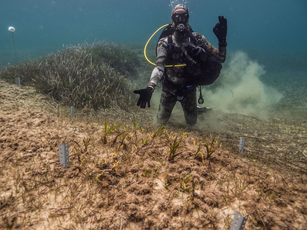 Nuevas técnicas más sostenibles impulsan la restauración de praderas de Posidonia