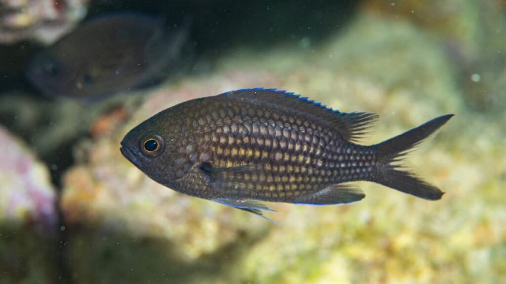 La sinrazón de la declaración de capturas en la pesca recreativa