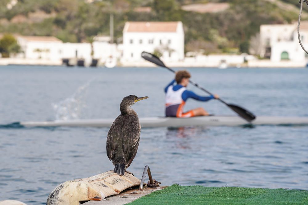 Impulsan una cartografía de las especies del puerto de Maó