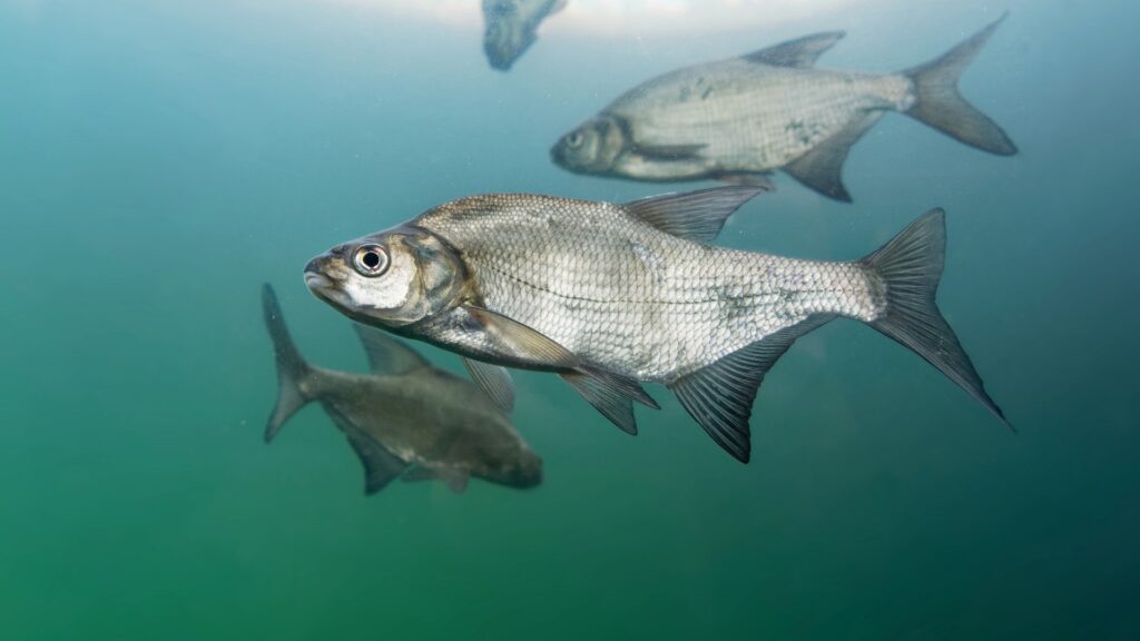 PescaREC rebaja de 320 a 124 las especies a declarar y el sector confía en más recortes