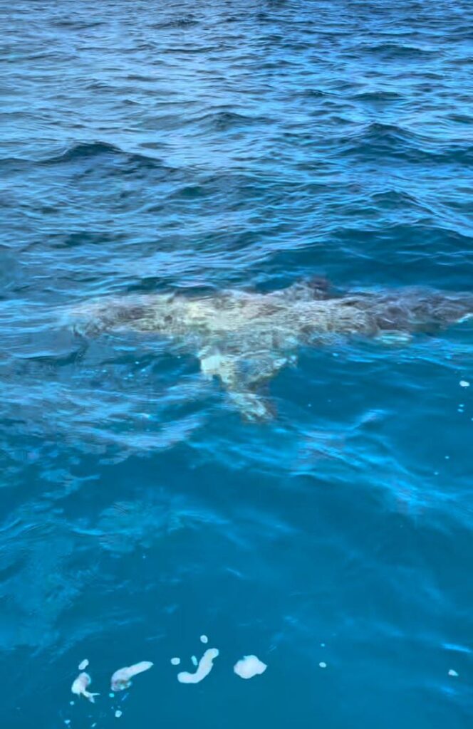 Avistado un gran tiburón en la Bahía de Palma