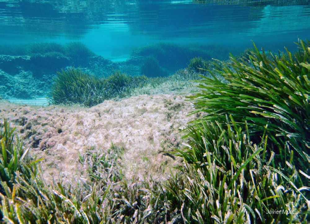 El Gobierno aprueba un decreto para conservar las praderas de fanerógamas marinas